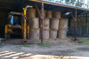 stored hay